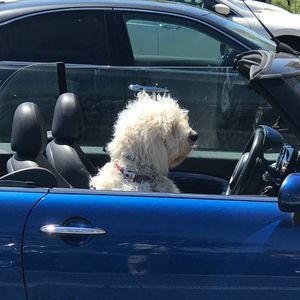 Meet your Posher, Craig